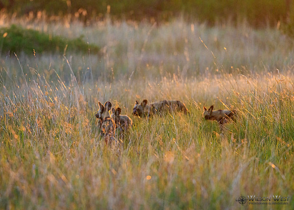 African Wild Dog