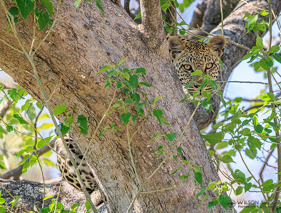 Leopard