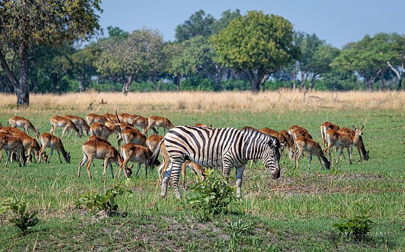 Burchell's Zebra, Red Lechwe