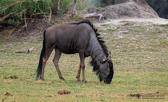 Blue Wildebeest
