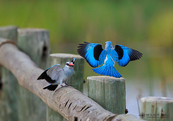 Woodland Kingfisher