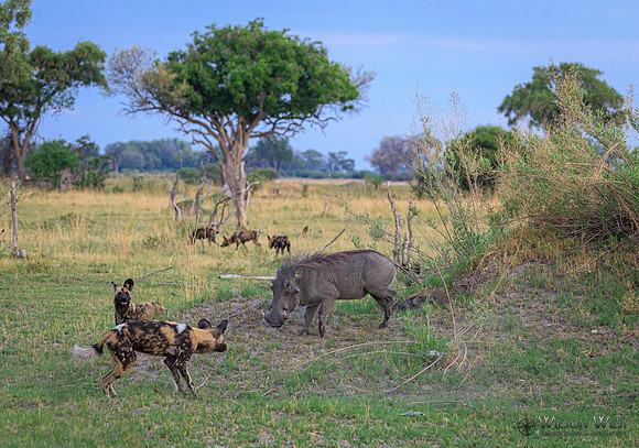 African Wild Dog, Warthog