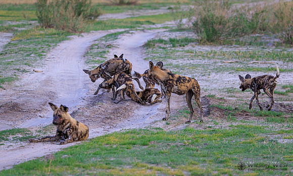 African Wild Dog