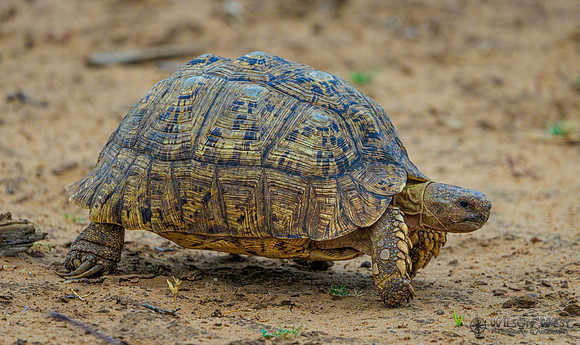 Leopard Tortoise