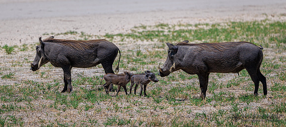 Warthog