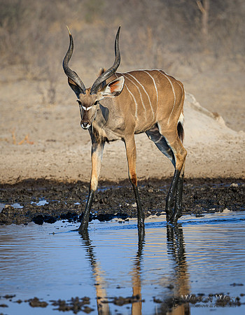 Greater Kudu