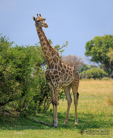 Giraffe
