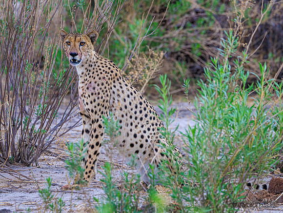 Cheetah
