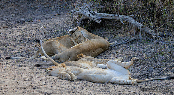 Lion