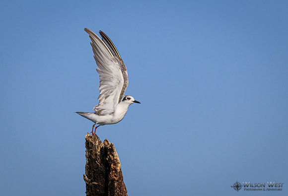 Whiskered Tern