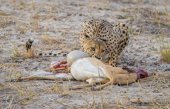 Cheetah