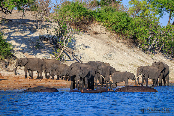 Elephant