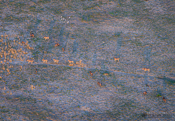 Okavango Delta Helicopter, Blue Wildebeest, Zebra