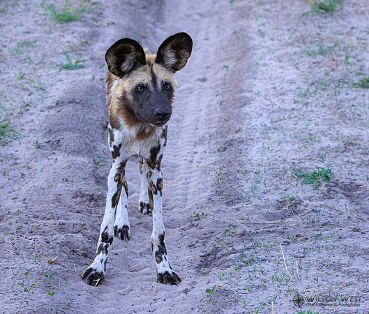 African Wild Dog