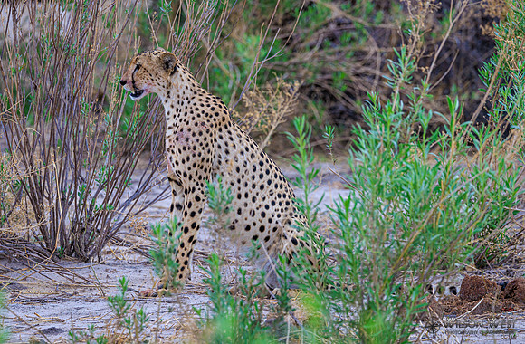 Cheetah