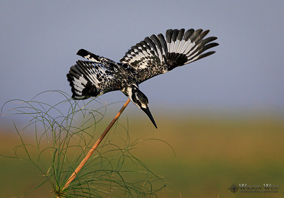 Pied Kingfisher