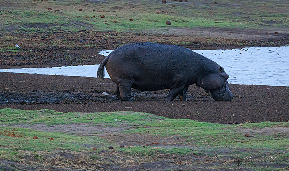 Hippopotamus