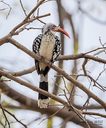 Red-billed Hornbill