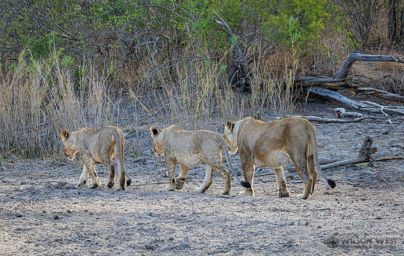 Lion