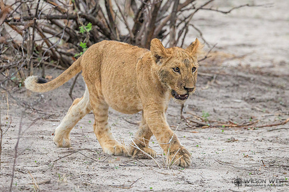 Lion