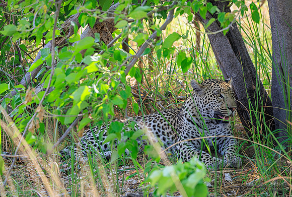 Leopard
