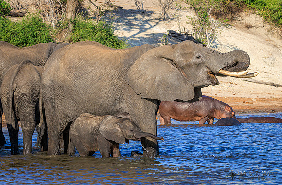 Elephant