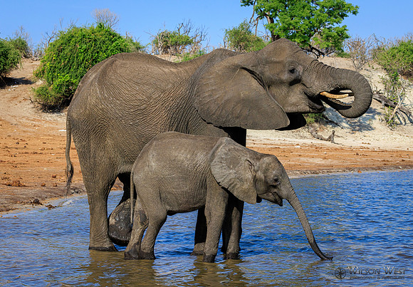 Elephant