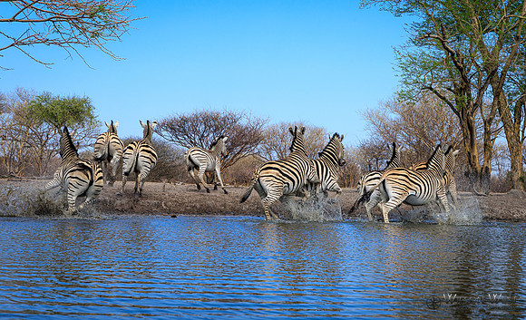 Burchell's Zebra