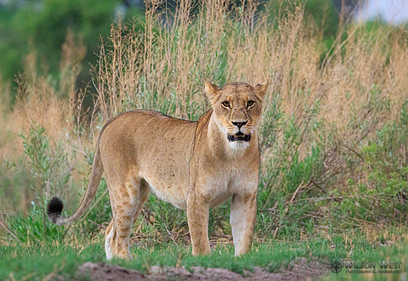 Lion