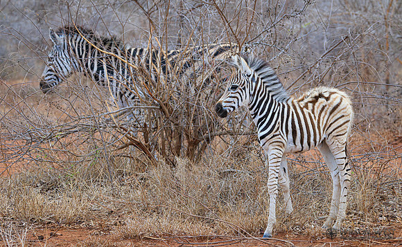Burchell's Zebra