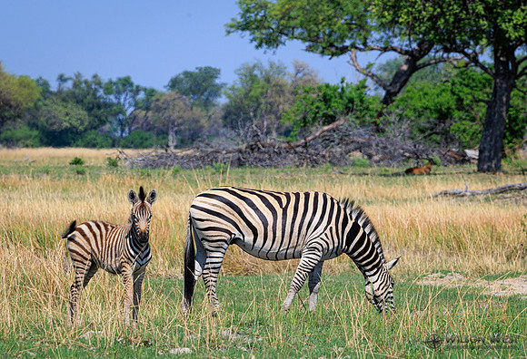 Burchell's Zebra