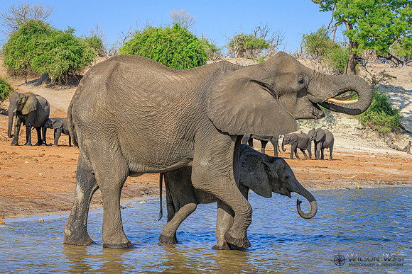 Elephant