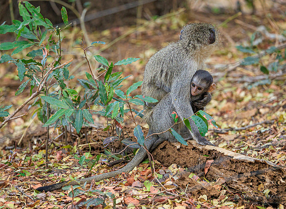 Vervet Monkey