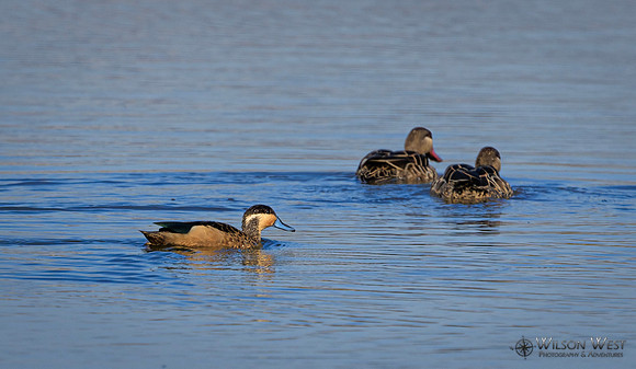 Blue-billed Teal