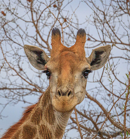 Giraffe