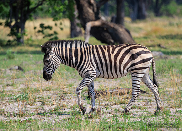Burchell's Zebra