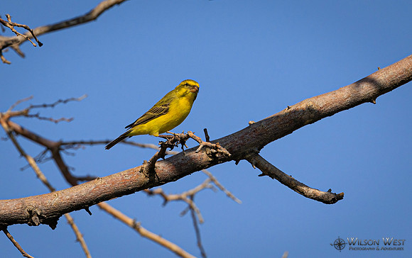 Yellow Canary
