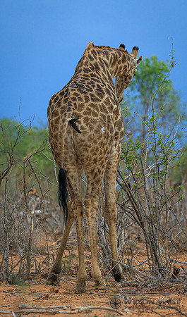 Giraffe