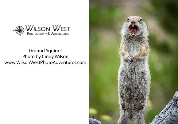 Mammals - Ground Squirrel