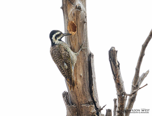 Bearded Woodpecker