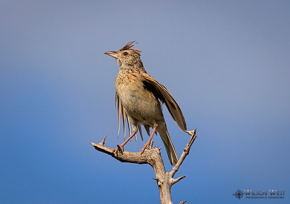 Rufous-naped Lark