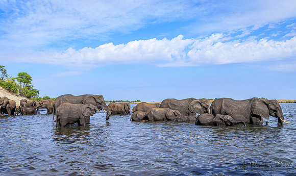 Elephant
