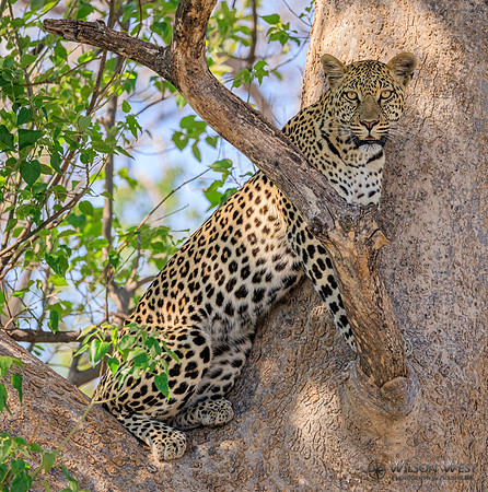 Leopard