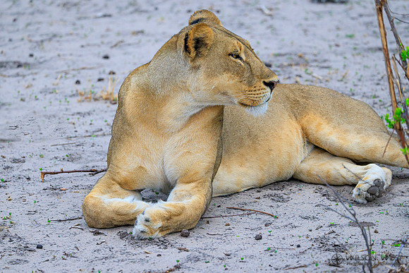 Lion