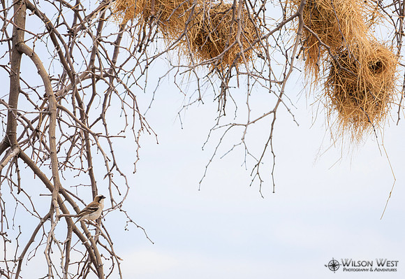White-browed Sparrow-Weaver nests