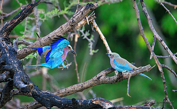 Lilac-breasted Roller