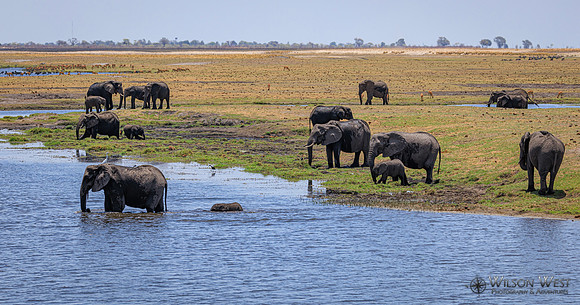 Elephant