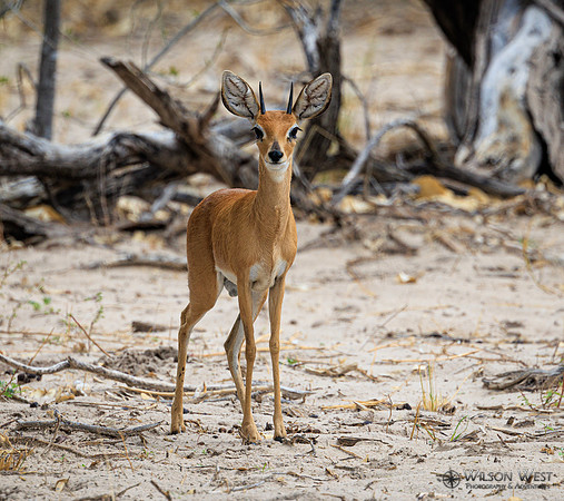 Steenbok