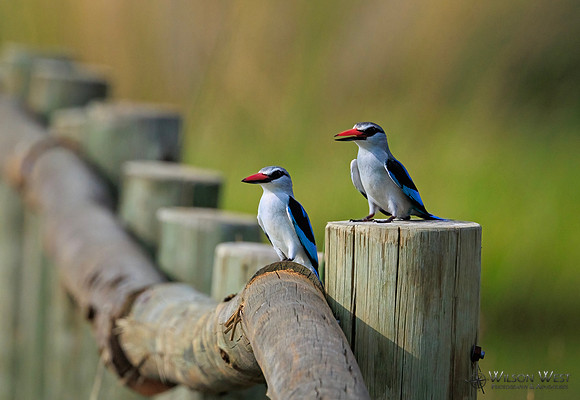 Woodland Kingfisher