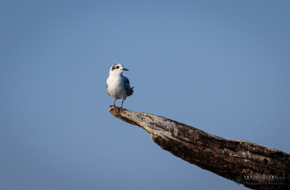 Whiskered Tern